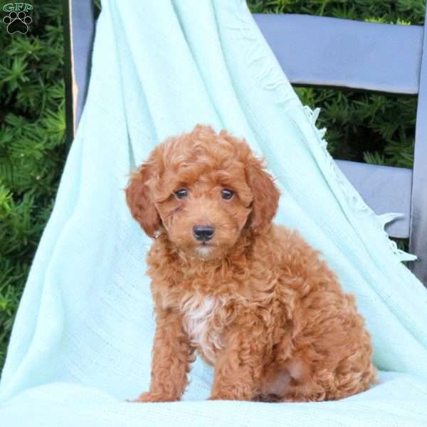 Harley, Cavapoo Puppy