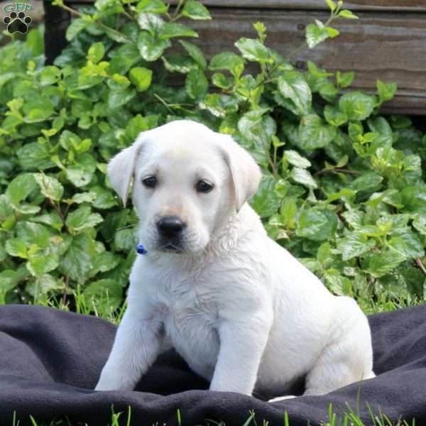 Harley, Yellow Labrador Retriever Puppy