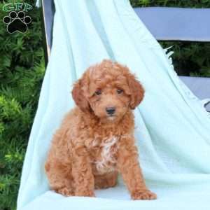Harley, Cavapoo Puppy