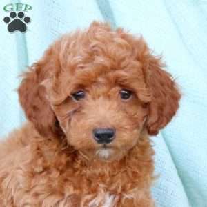 Harley, Cavapoo Puppy