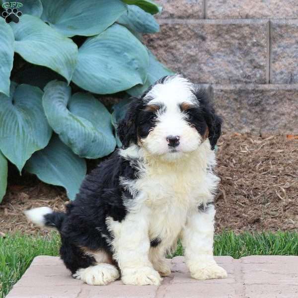 Harlow, Mini Bernedoodle Puppy