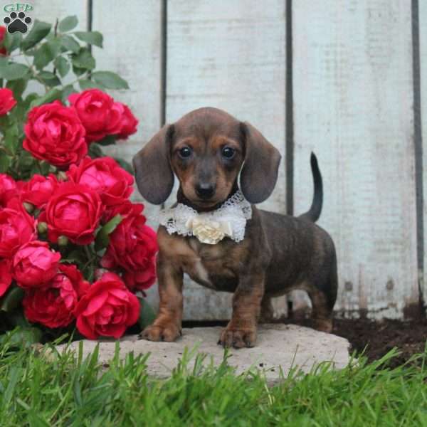 Harmony, Dachshund Puppy