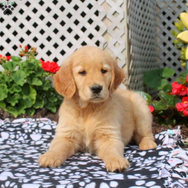 Harmony, Golden Retriever Puppy