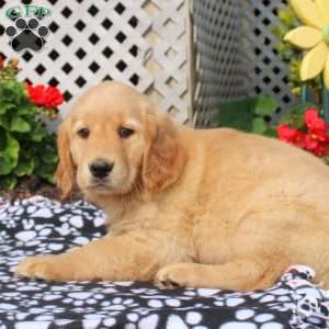 Harmony, Golden Retriever Puppy