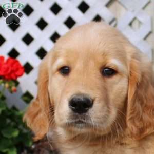 Harmony, Golden Retriever Puppy