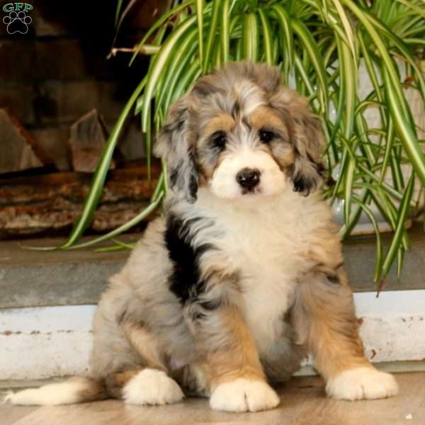 Harmony, Mini Bernedoodle Puppy