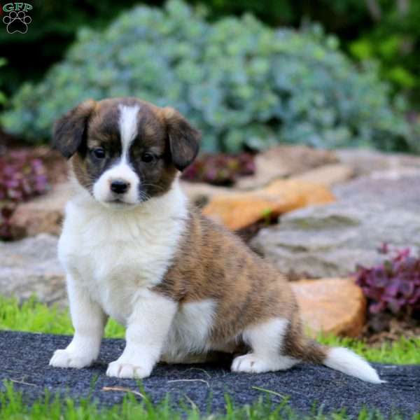 Harmony, Welsh Corgi Mix Puppy
