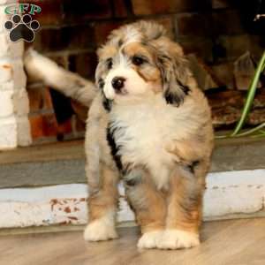 Harmony, Mini Bernedoodle Puppy