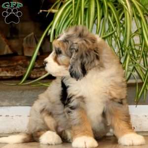 Harmony, Mini Bernedoodle Puppy