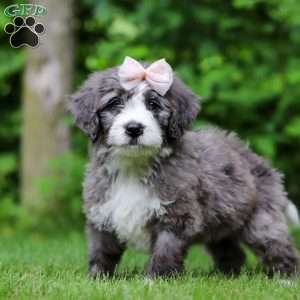 Harper, Bernedoodle Puppy