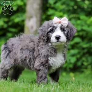 Harper, Bernedoodle Puppy