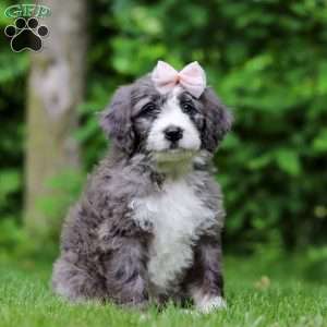 Harper, Bernedoodle Puppy