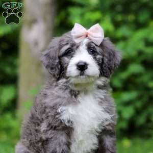 Harper, Bernedoodle Puppy