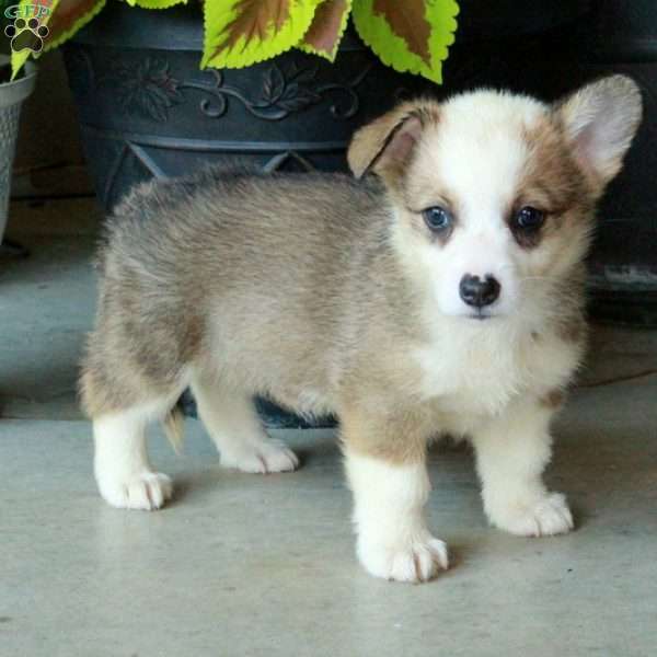 Harper, Pembroke Welsh Corgi Puppy