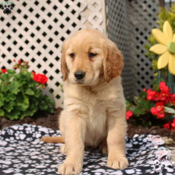 Harper, Golden Retriever Puppy