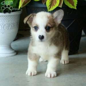 Harper, Pembroke Welsh Corgi Puppy
