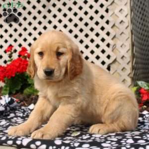 Harper, Golden Retriever Puppy