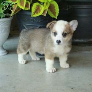 Harper, Pembroke Welsh Corgi Puppy