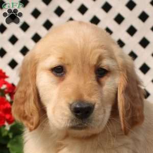 Harper, Golden Retriever Puppy