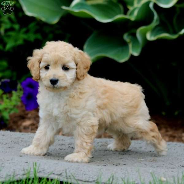 Harper, Cockapoo Puppy