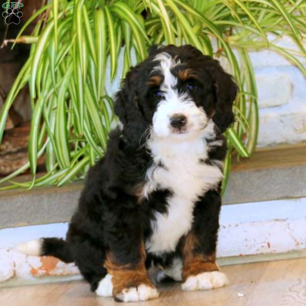 Harper, Mini Bernedoodle Puppy