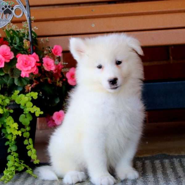 Harper, Samoyed Puppy