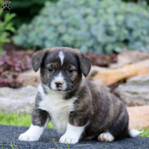 Harper, Welsh Corgi Mix Puppy