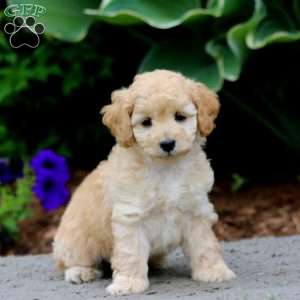 Harper, Cockapoo Puppy