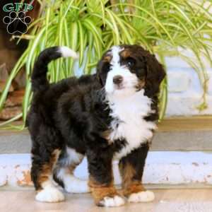 Harper, Mini Bernedoodle Puppy