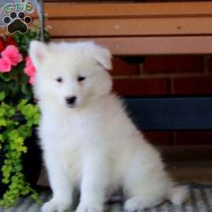 Harper, Samoyed Puppy