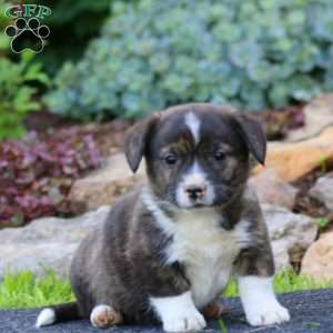 Harper, Welsh Corgi Mix Puppy