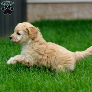 Harper, Cockapoo Puppy