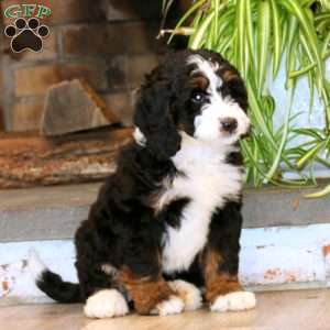 Harper, Mini Bernedoodle Puppy
