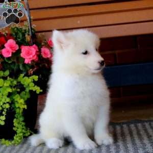 Harper, Samoyed Puppy