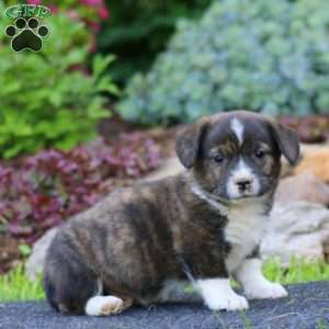 Harper, Welsh Corgi Mix Puppy