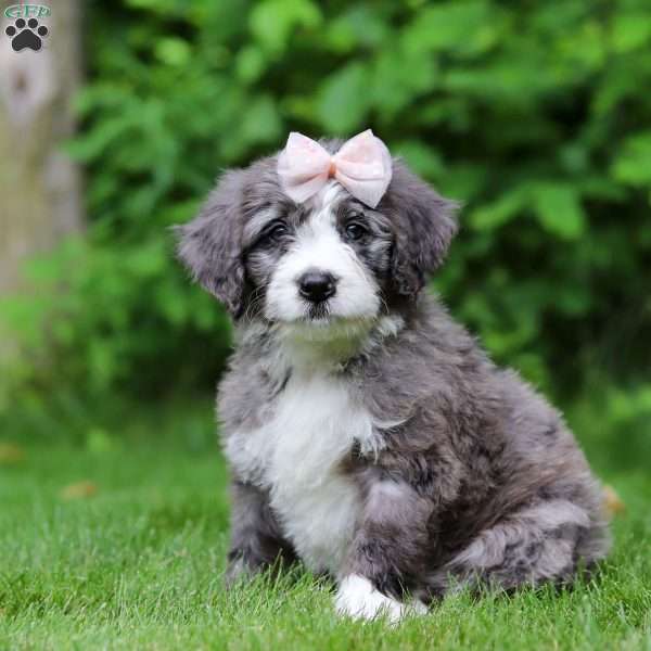 Harper, Bernedoodle Puppy
