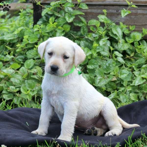 Harry, Yellow Labrador Retriever Puppy