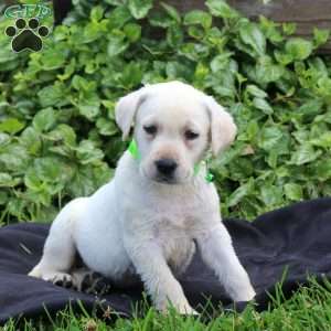 Harry, Yellow Labrador Retriever Puppy