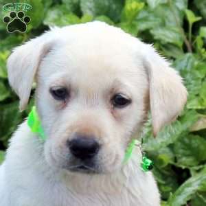 Harry, Yellow Labrador Retriever Puppy