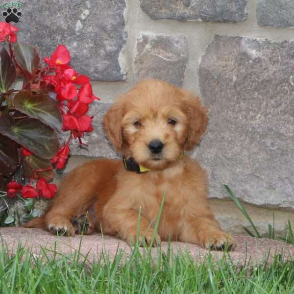 Harvey, Goldendoodle Puppy