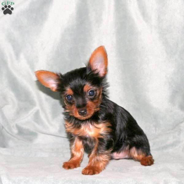Harvey, Yorkie Puppy