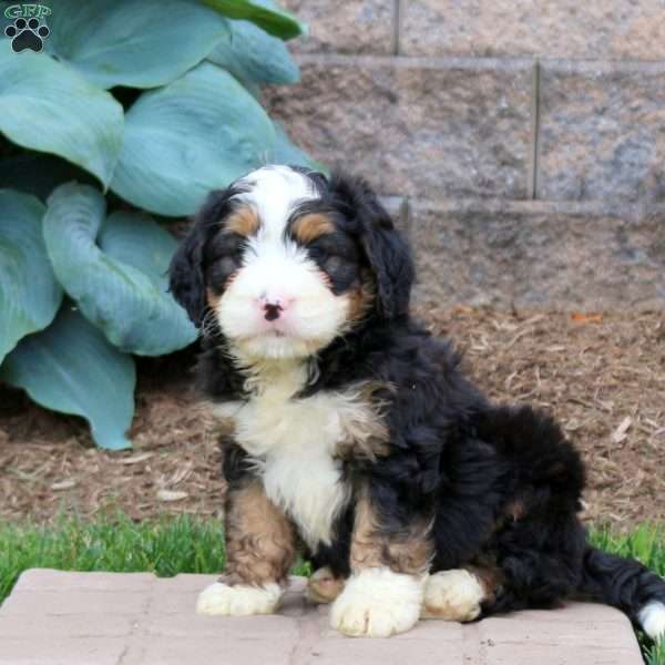 Harvey, Mini Bernedoodle Puppy