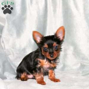 Harvey, Yorkie Puppy