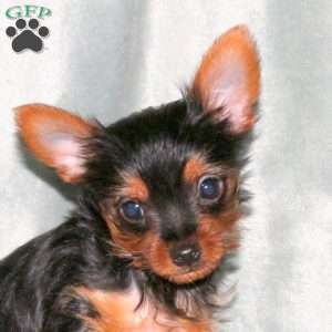 Harvey, Yorkie Puppy