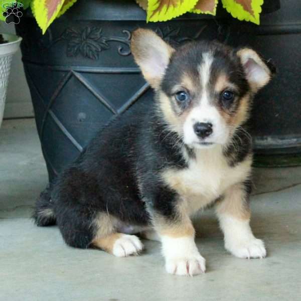 Hattie, Pembroke Welsh Corgi Puppy