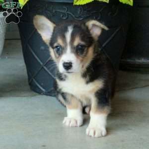 Hattie, Pembroke Welsh Corgi Puppy