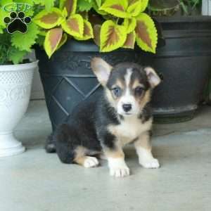 Hattie, Pembroke Welsh Corgi Puppy