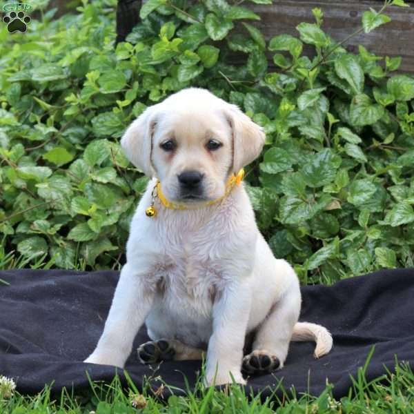 Haven, Yellow Labrador Retriever Puppy