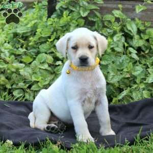 Haven, Yellow Labrador Retriever Puppy