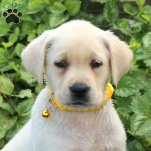 Haven, Yellow Labrador Retriever Puppy
